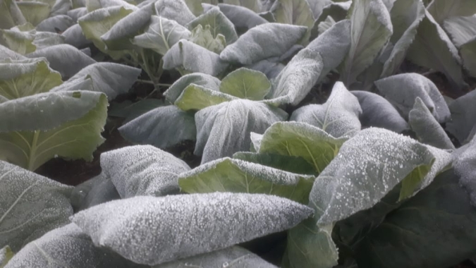 Possíveis geadas e umidade em lavouras do PR preocupam produtor em plena colheita