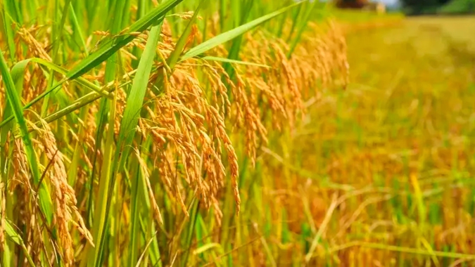 Arroz/Cepea: Cotações se estabilizam neste início de mês