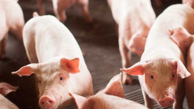 Mercado de suínos morno nesta quarta-feira (14), com aumento de 0,79% para o animal vivo no Paraná