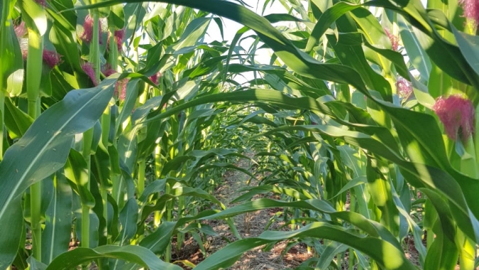 Publicado zoneamento agrícola do milho consorciado com braquiária 1ª safra 2021/2022