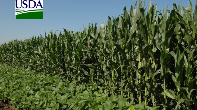 USDA informa plantio do milho nos EUA em 2% da área estimada para safra 2021/22