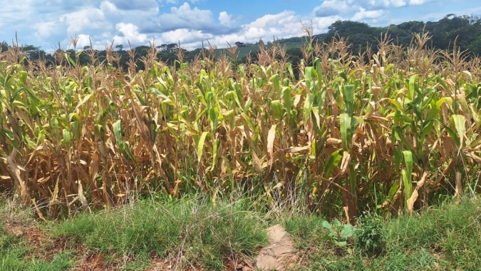 Efeitos da estiagem preocupam agricultores na região de Pontão/RS