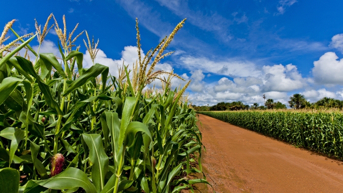 Efficon® chega ao mercado brasileiro para o manejo de cigarrinha e pulgão no milho