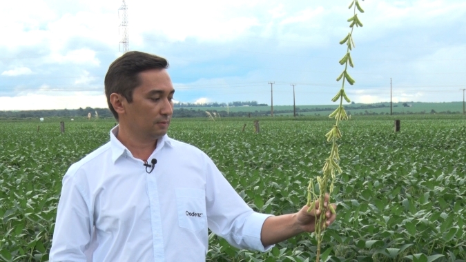 Websérie - Fanáticos por produtividade Credenz e as cultivares que se destacam no MT