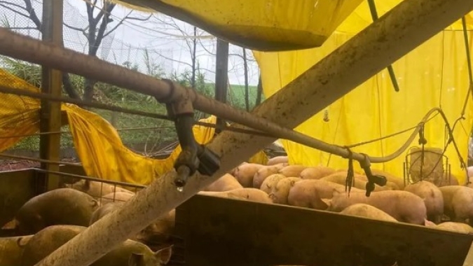 Setor de proteínas animais no RS contabiliza prejuízos após passagem de ciclone