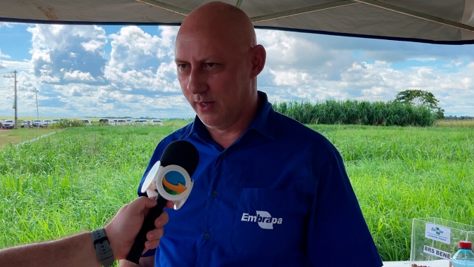 Clima no polo de Paragominas estimula crescimento dos capins o que antecipa a entrada do gado em até oito dias