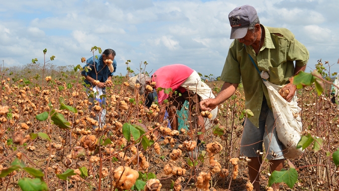 Parceria busca melhorar cultivo do algodão com culturas alimentares no Sertão paraibano