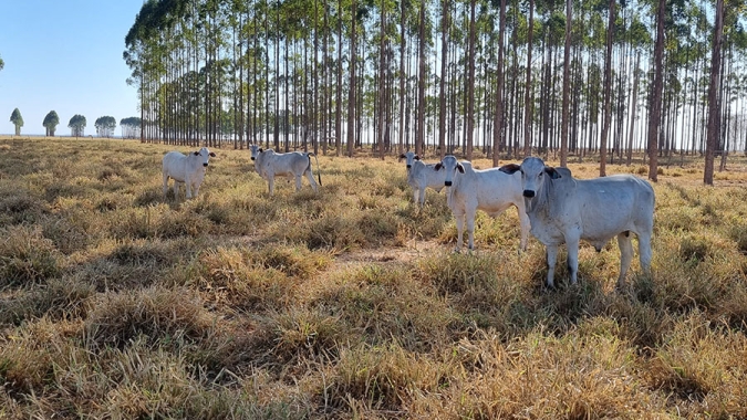 Embrapa: Nova tecnologia produtiva melhora desempenho da pecuária de cria