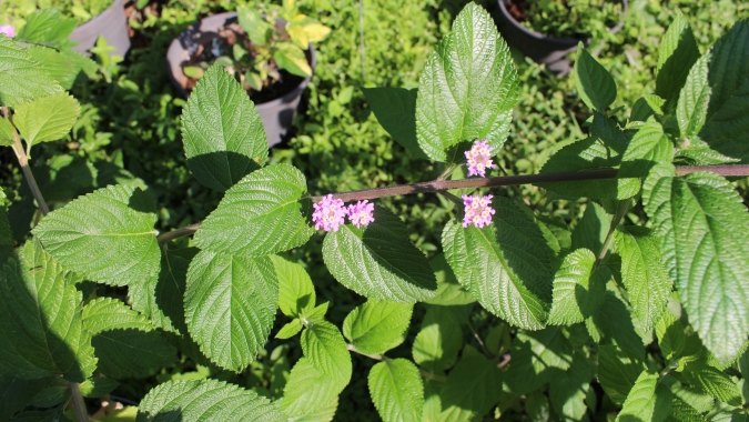 IAC completa 135 anos com lançamento de cultivar inédita no mundo