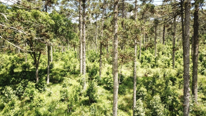 Erva-mate produzida à sombra das araucárias: alta qualidade para ganhar o mercado internacional
