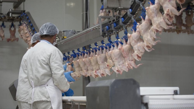 Escaldagem se destaca como principal barreira contra Campylobacter em abatedouros de aves