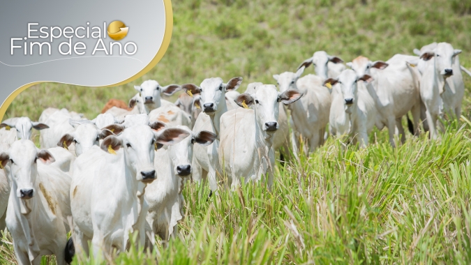 Pecuaristas devem se preparar para novo ano fora dos padrões na formação de preços da @ do boi, com cotações subindo quando eram pra cair e vice-versa