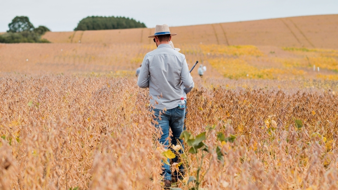 Safra 2024/25 de soja tem lançamentos da Golden Harvest adaptados para Centro-Cerrado do Brasil; conheça agora mesmo!