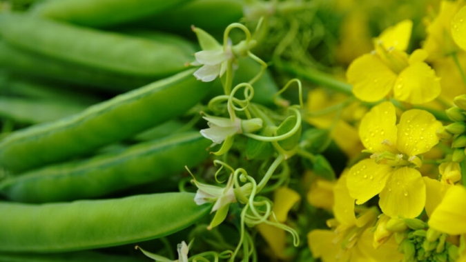 Estudo australiano aponta ervilha forrageira como alternativa ao farelo de soja na alimentação de frangos