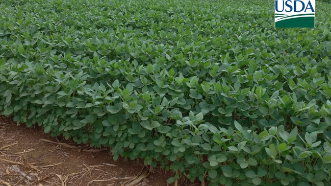 USDA reduz índice de lavouras de soja e milho dos EUA, enquanto mercado esperava aumento