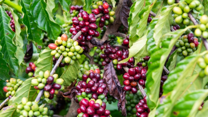 A resiliência do café diante de um ano de bienalidade baixa: O que esperar da safra de 2025?