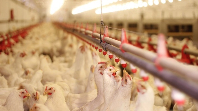 Exportações de frango crescem 29,6% e registram terceiro maior volume da história em maio