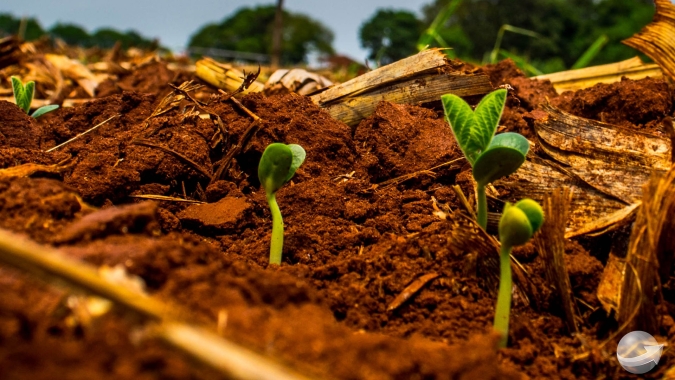 Ainda aguardando chuvas, Rondônia plantou apenas 2% da área de soja enquanto na safra passada já estava em 30%