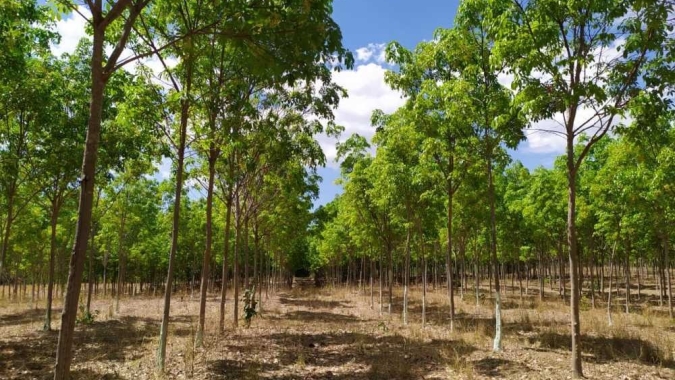 Governo do Tocantins incentiva plantio da seringueira como alternativa de renda para agricultores