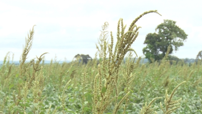 Controle de plantas daninhas é estratégico para garantir acesso ao mercado externo
