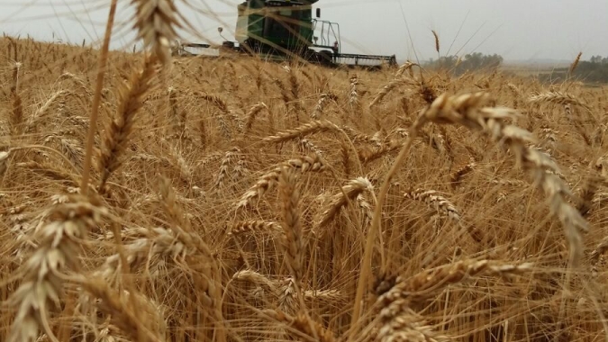 Pesquisa mostra que seca deve reduzir produção de trigo da Austrália em 2025/26 em 16%