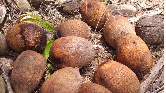 Agricultoras transformam coco do babaçu em fonte de renda com a produção de farinha