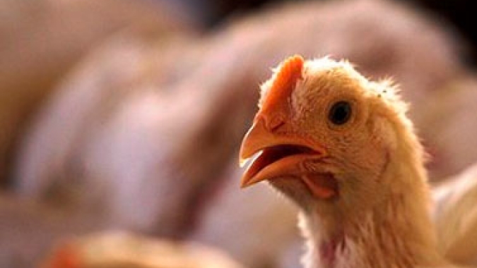 Retrospectiva frango: ano é melhor que anterior, mas alto custo de insumos limita bons resultados