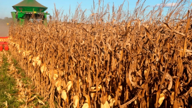 Produtividade do milho sobe em Ipiranga do Norte/MT, mas rentabilidade da safra deve ser comprometida