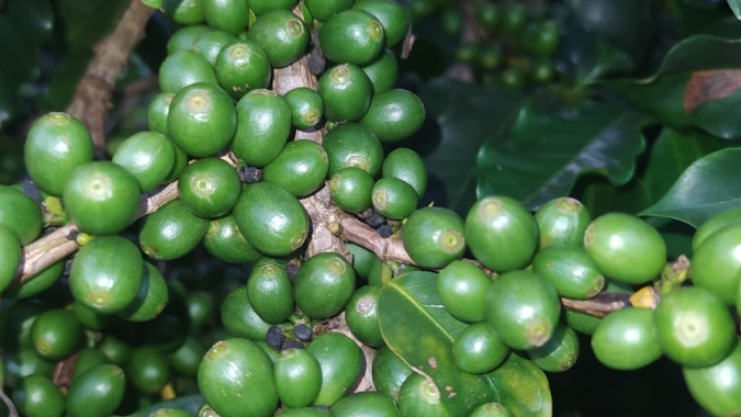 Safra de café do Brasil deve atingir 53,9 mi sacas em 2021/22, diz Comexim
