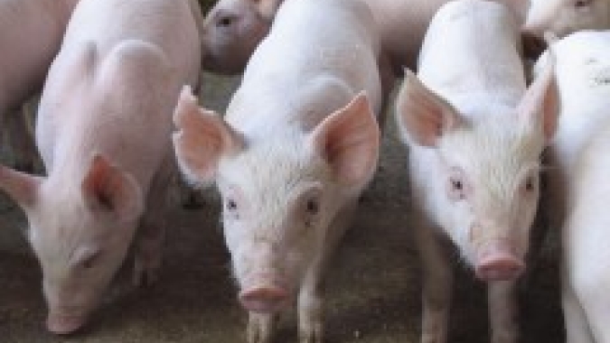 Suíno: mercado arrefecido nesta terça-feira (7)