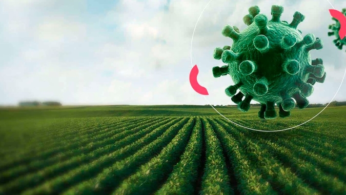 Artigo/Embrapa: Desempenho da agricultura brasileira durante o primeiro ano da Covid-19