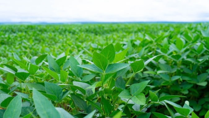 Aprosoja MT e Bayer se posicionam sobre determinação da Justiça para o fim da cobrança de royalties por patentes vencidas pela Monsanto