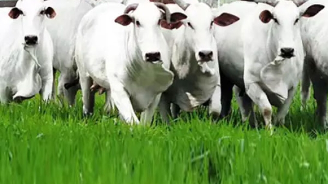Radar Investimentos: maior oferta de vacas no mercado físico continua a pressionar a arroba