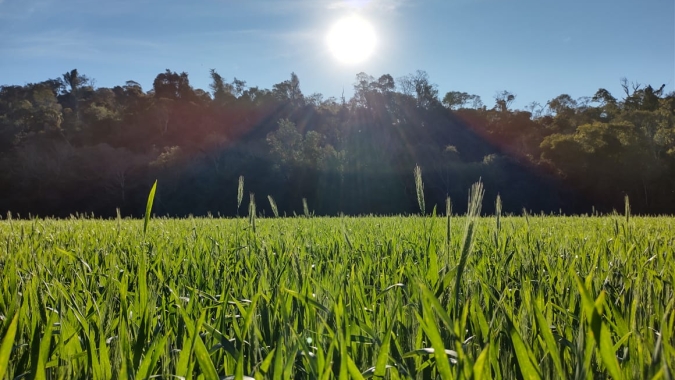 Geadas atingem trigo no RS, mas PR tem área maior sujeita a perdas, diz Safras