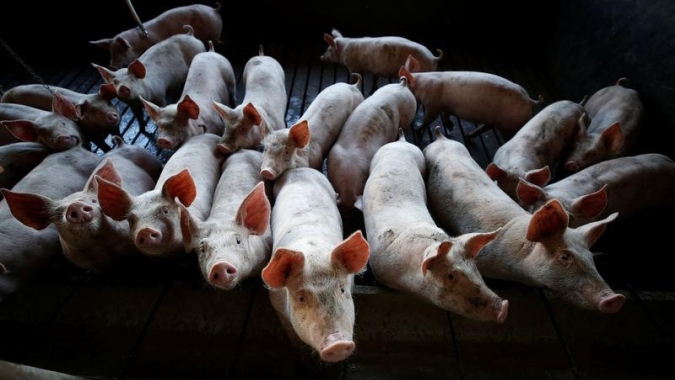Sexta-feira (25) de mercado morno para a suinocultura, com preços estáveis e apenas leve queda para o animal vivo em SC