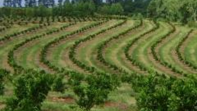 Artigo/Cepea: Perspectivas para o agronegócio em 2022