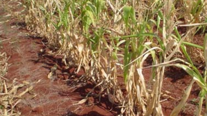 Secretaria da Agricultura de SC reforça apoio aos produtores rurais da Região Sul