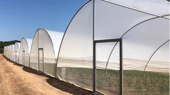 Produção em estufa garante alta produtividade