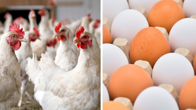“CTNBio firma posição sobre frangos e ovos alimentados com transgênicos”