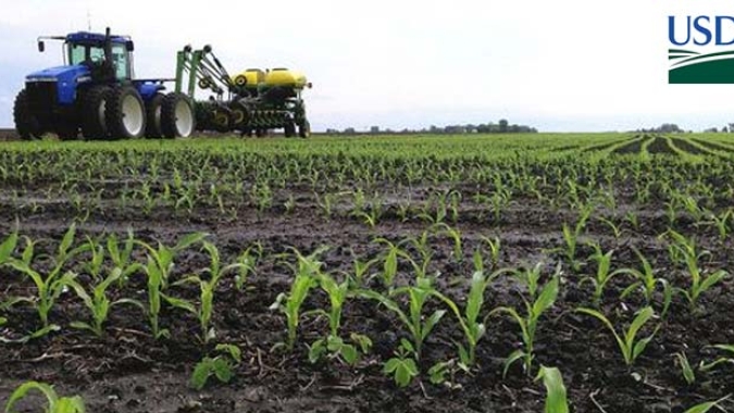 USDA traz primeiro reporte da safra 26/27 com plantio do milho em 3% da área
