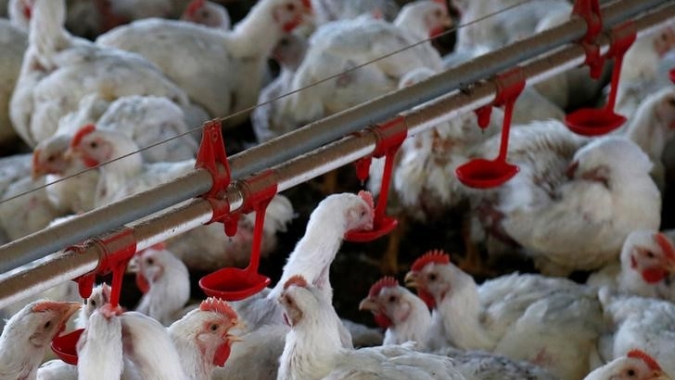 Sexta-feira (8) marcada por cotações em campo misto para o mercado do frango