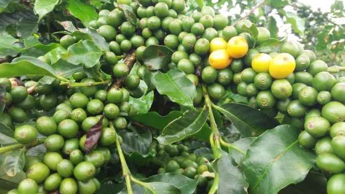 Café: Chuvas sustentam preços e NY abre sessão em alta nesta 5ª feira