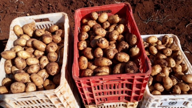 Aumento na oferta pressiona cotação da batata no mercado atacadista, diz Conab