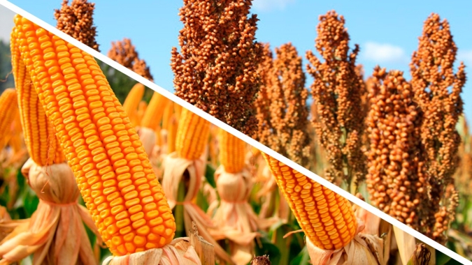 Novas cultivares de sorgo e de milho com elevado potencial produtivo chegam ao mercado