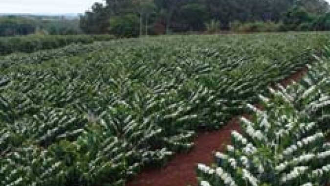 Verão no Sudeste pode impactar produção  de café e pressionar preços