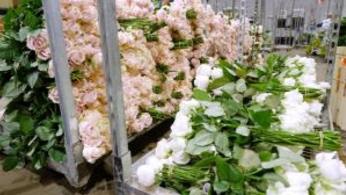 Ibraflor prevê falência de 66% dos produtores de flores e de plantas ornamentais
