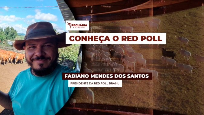 De origem Inglesa, a raça Red Poll se destaca pela produção de leite e carne