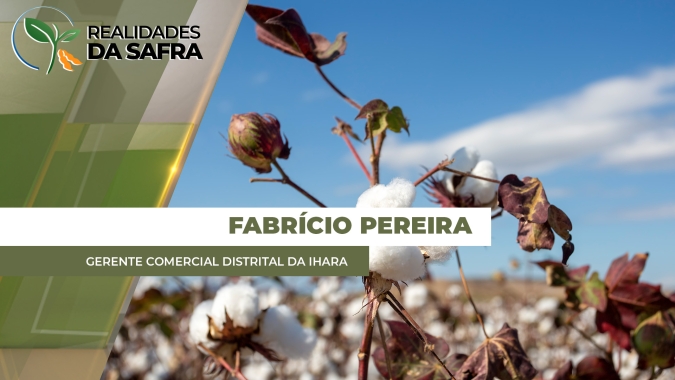 Algodão do Mato Grosso se desenvolve bem, mas plantas daninhas podem tirar rendimentos