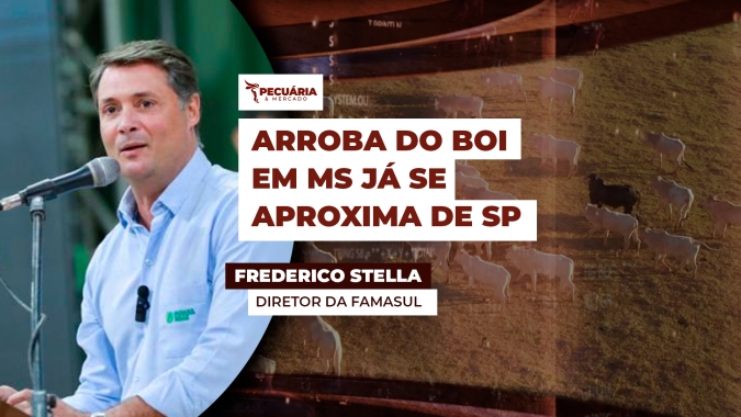 Arroba do boi tem valorização robusta em MS nos últimos vinte dias