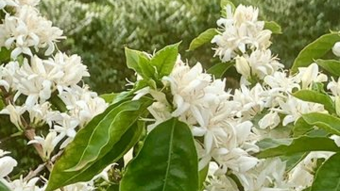 Procafé: Chuvas no mês de setembro induzem a principal florada da safra de 2023 de arábica